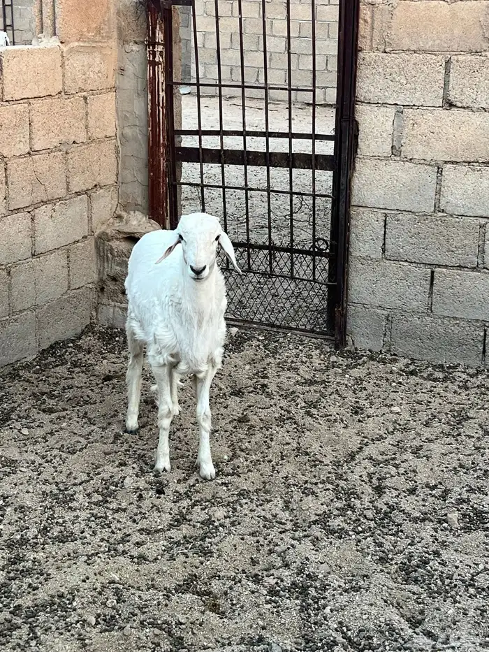 طلي عمره تقريبا 5 شهور ونص. 3