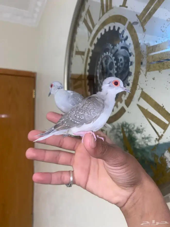 زوج يمام الماسي اليف جدا 13