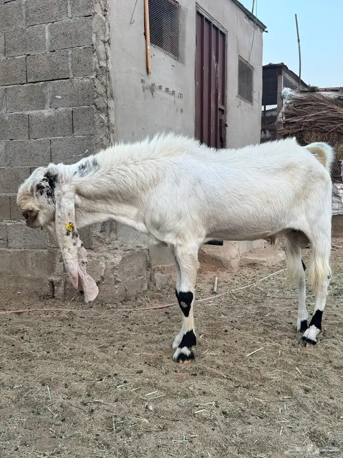 تيس مطور فحل منتج تم البيع 1