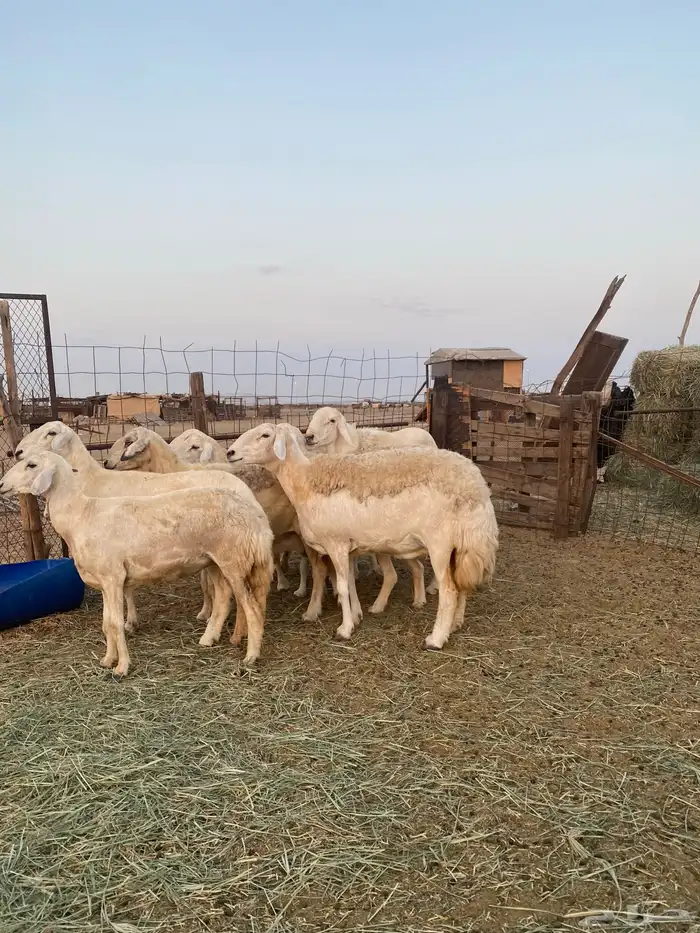 للبيع ضان حريه صنف الصنف بالفحل مضاريع ودفيع 2