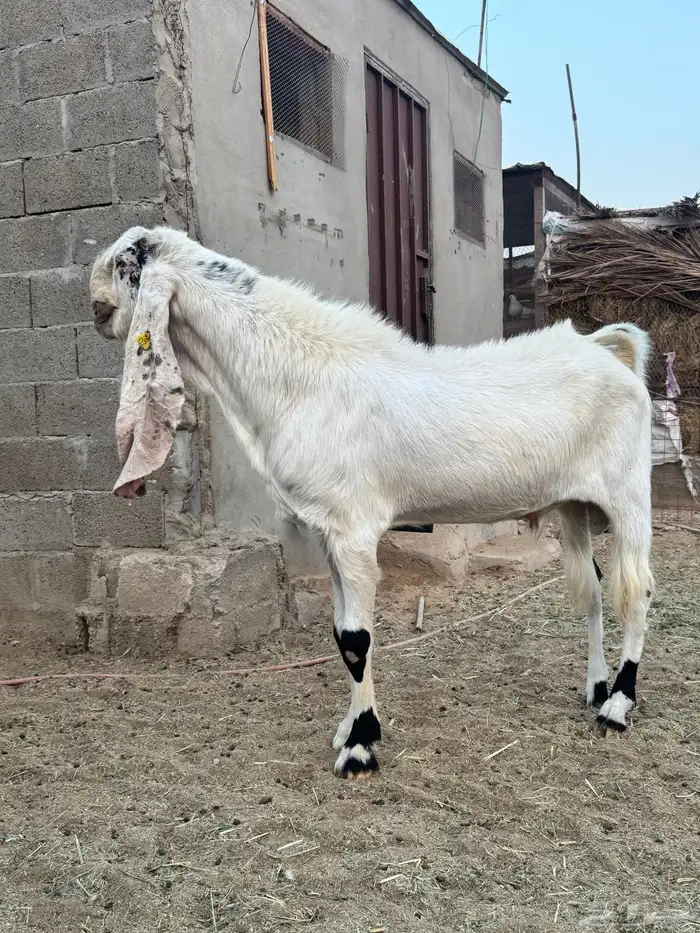 تيس مطور فحل منتج تم البيع 0