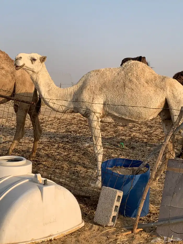 لقحه للبيع سلم الدمام 0