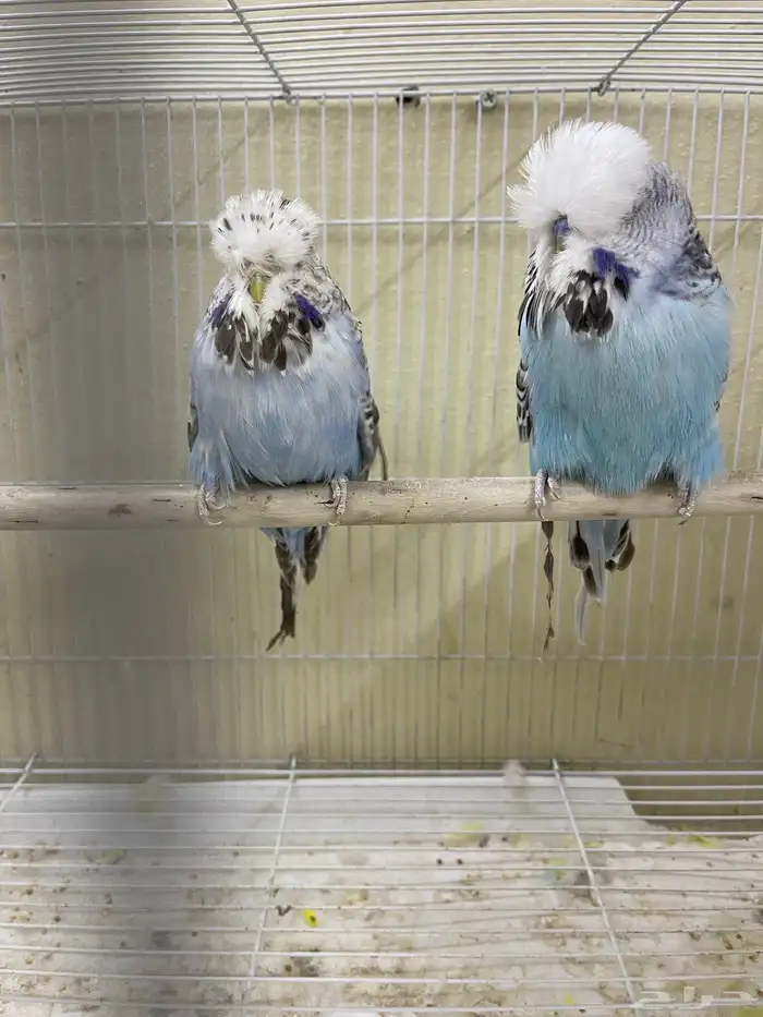 اجوز بادجي انجليزي استاندر عدد40 طير للبيع 2