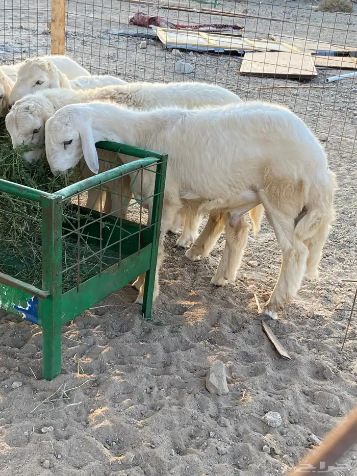 ذبايح طليان جدة 3