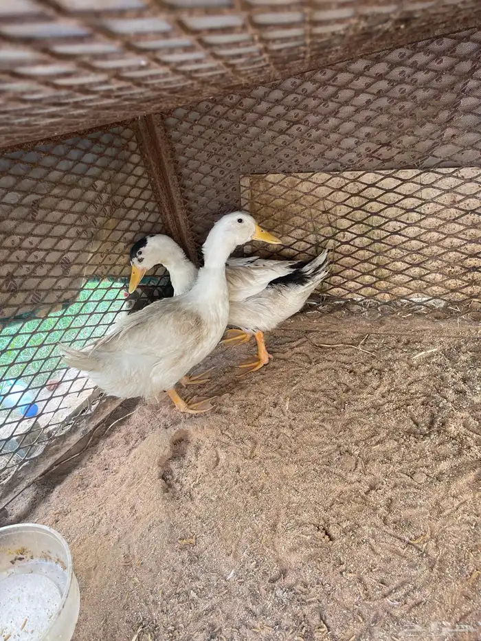 بط للبيع 0