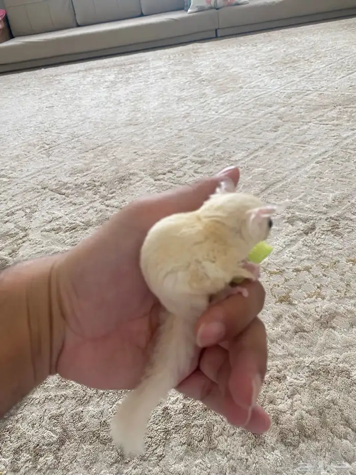 سنجاب شوقر قلايدر 1