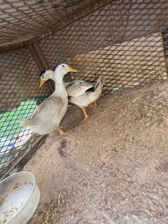 بط للبيع 1