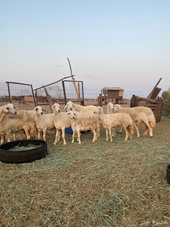 للبيع ضان حريه صنف الصنف بالفحل مضاريع ودفيع 21