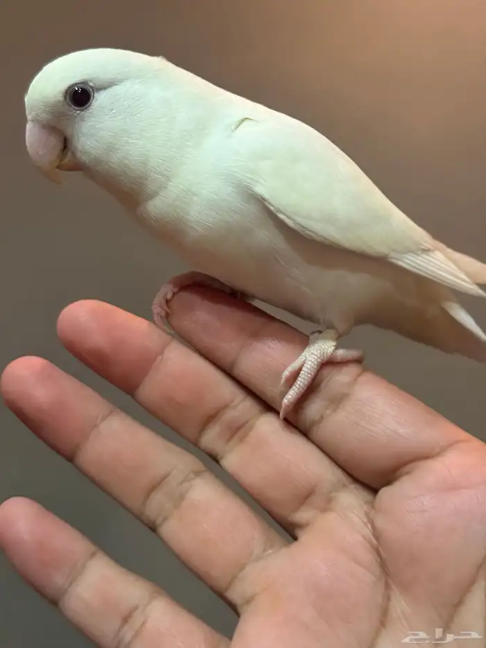 للبيع روز انثى متكلمه واليفه وهدد( تم البيع ) 4