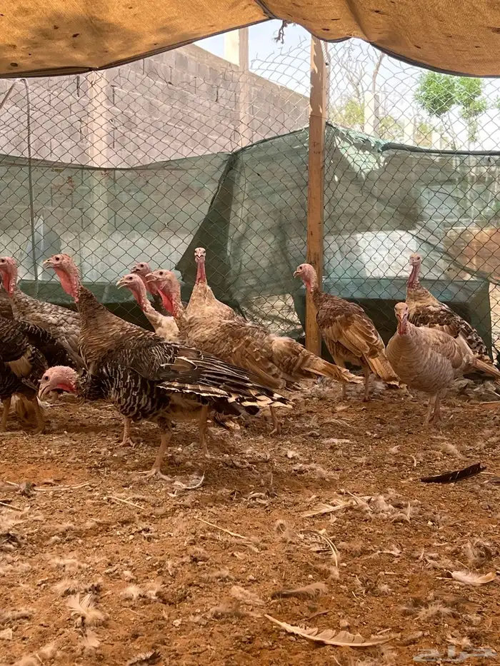 ديك رومي ودجاج 0
