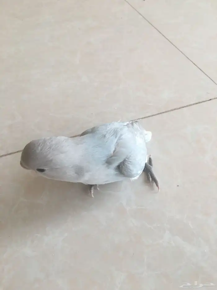 طيرين روز اليفات وهدد داخلي 3