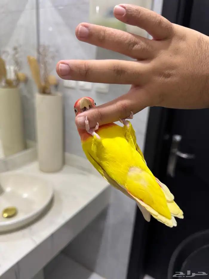 روز لاتينو عيون حمراء اليف حمامه للبيع 0