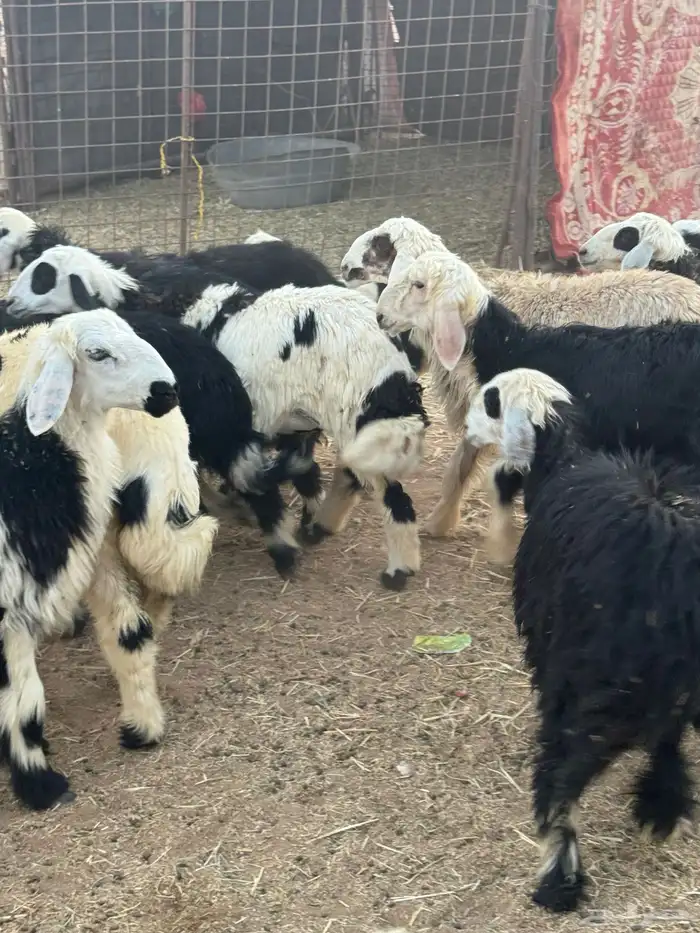 طليان نجد 8