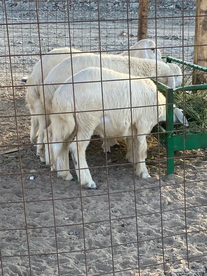 ذبايح طليان جدة 2