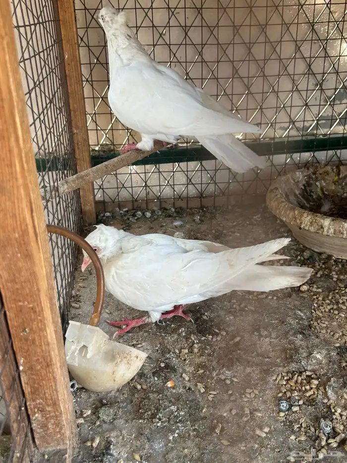 حمام هاي فلر 1