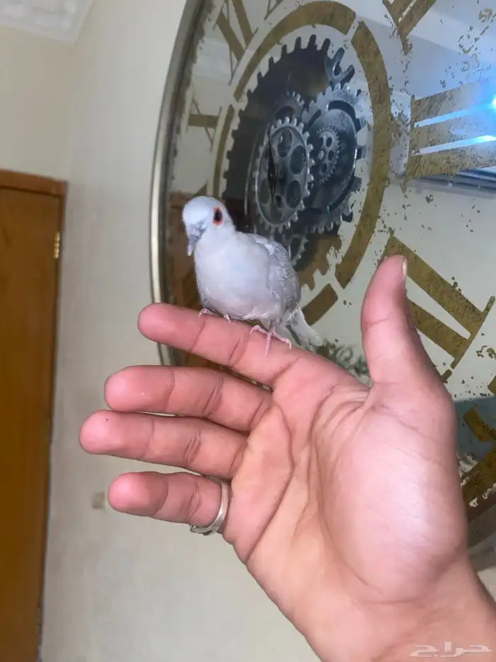 زوج يمام الماسي اليف جدا 10