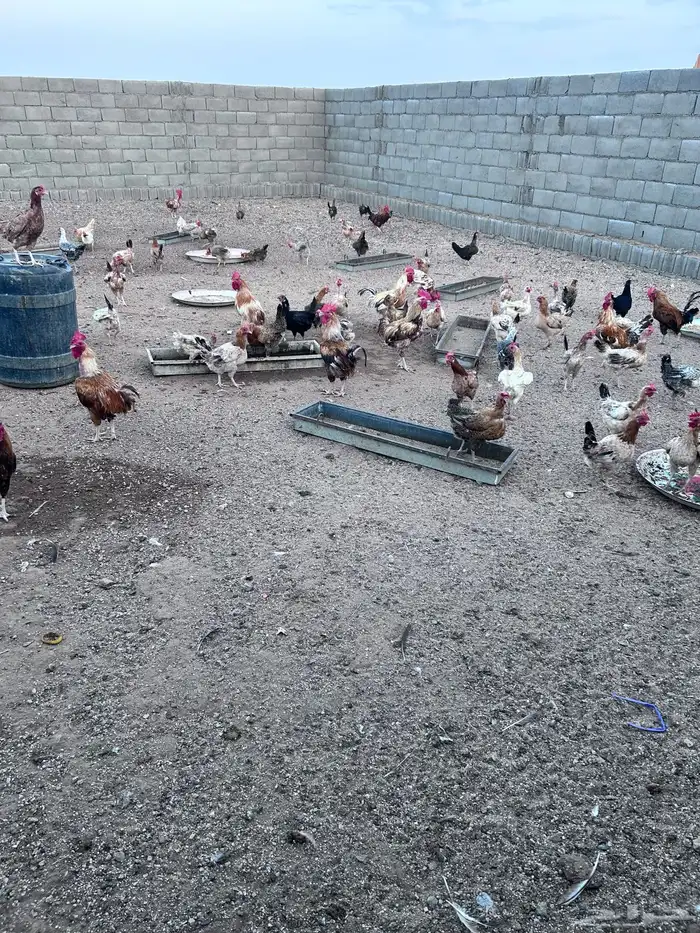 دجاج فياض صحة شرط عدد حول الثلاثين الموقع الجمش 6