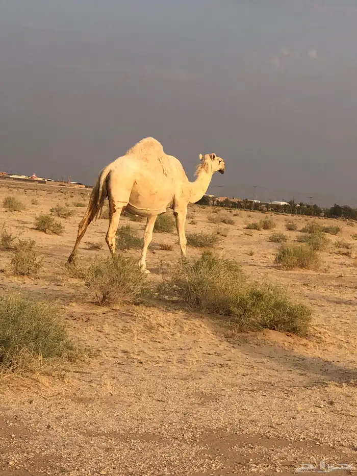 لقحه سنها شاق 0