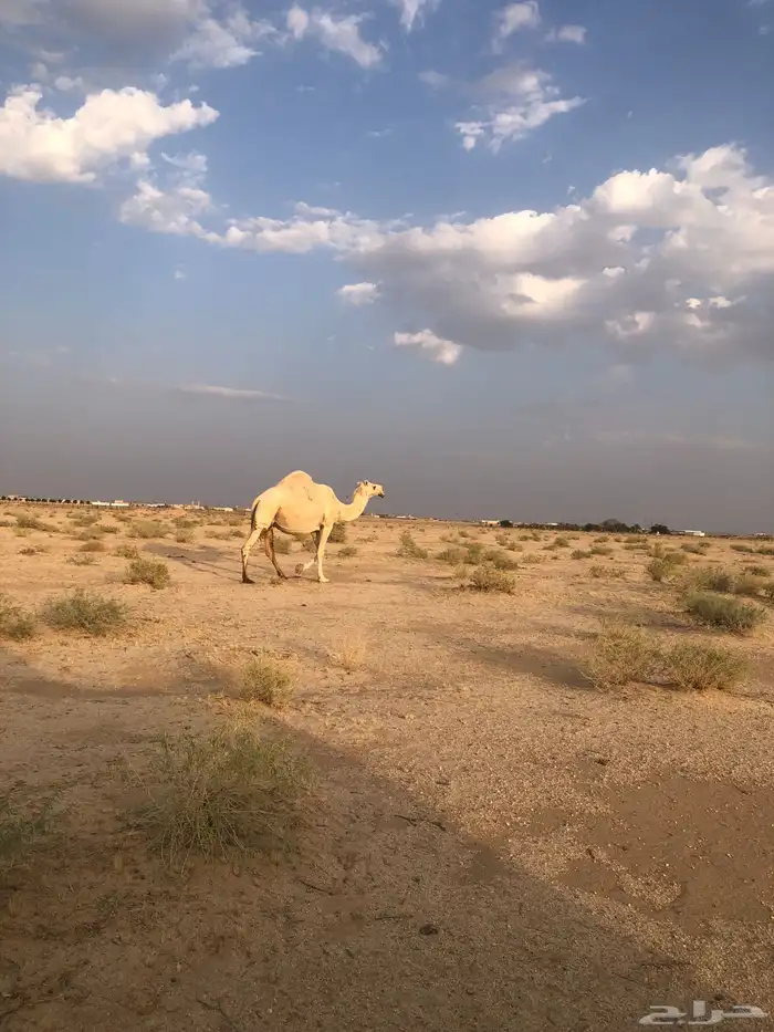 لقحه سنها شاق 1