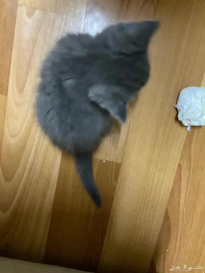 كيتنز تحتاج لعلاج للتبني باقرب وقت للقادرين 4