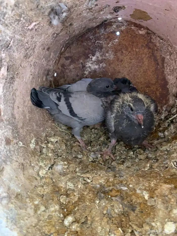 زعاليل للبيع 0