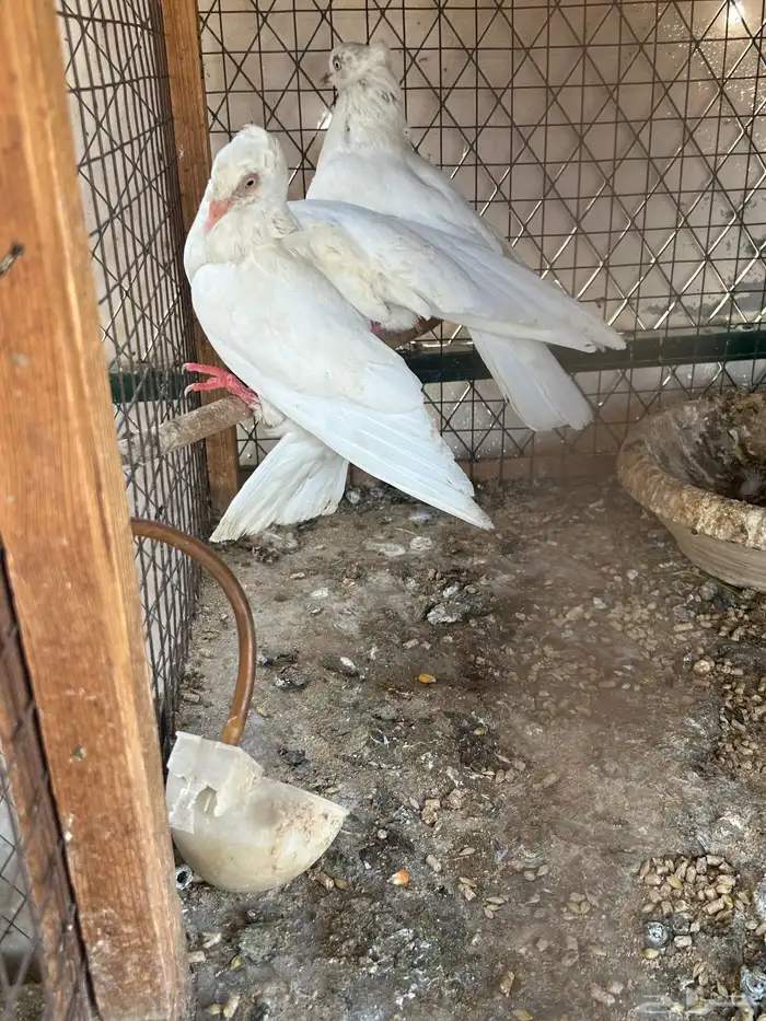 حمام هاي فلر 3