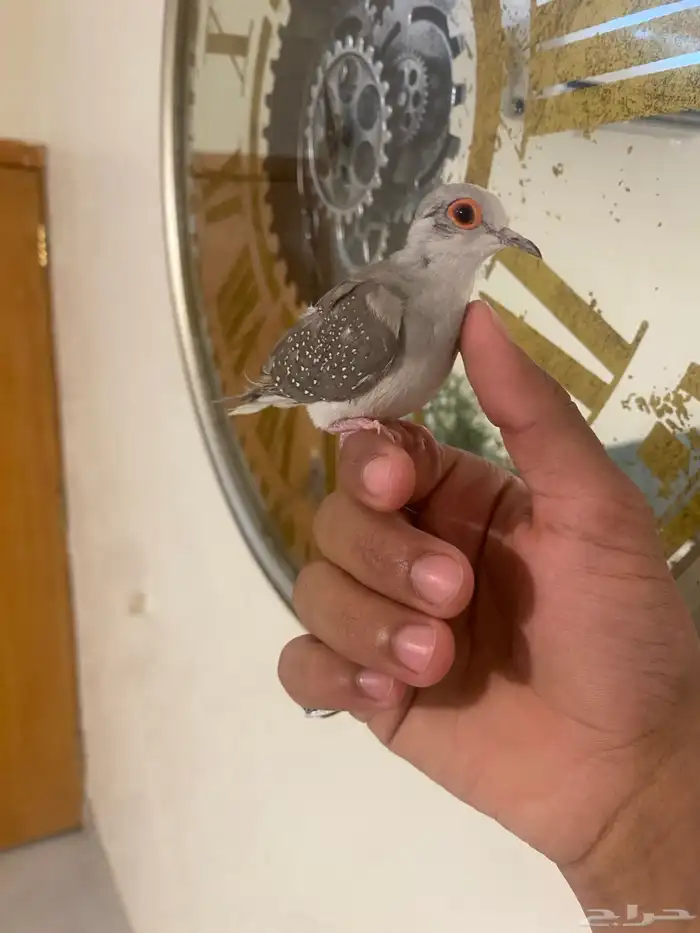 زوج يمام الماسي اليف جدا 5
