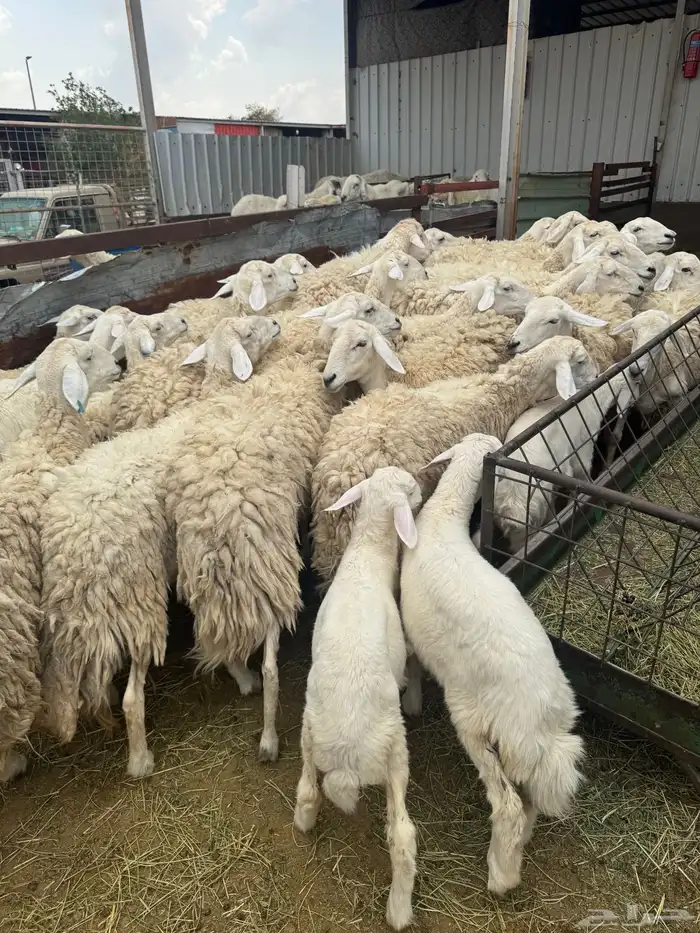 حريات حرش بنات بعض 28 راس تحتها 7 8