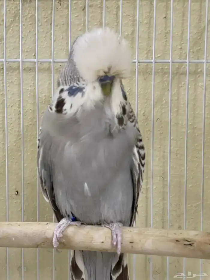 اجوز بادجي انجليزي استاندر عدد40 طير للبيع 13