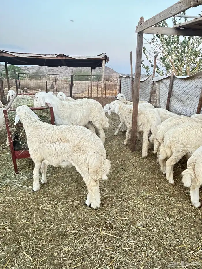 ذبايح حريه طليان و رخال وتيوس 12