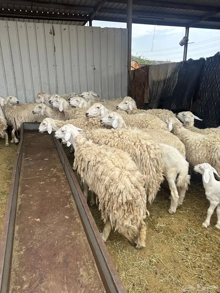 حريات حرش بنات بعض 28 راس تحتها 7 7