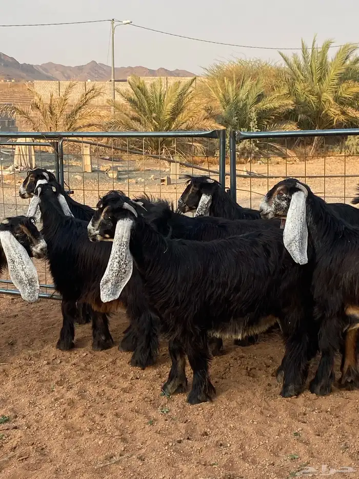 معزا عوارض صنف حو و عطر (تممم البيع) 0