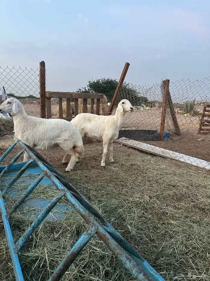 للبيع فحل حري صنف مشروط 0