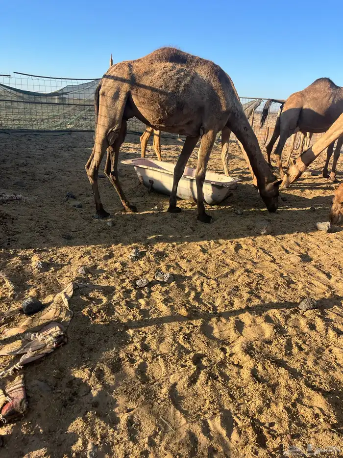 ناقه صغيره 3700 البيع 2