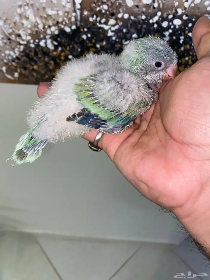 فروخ كويكر ( تم البيع ) 4