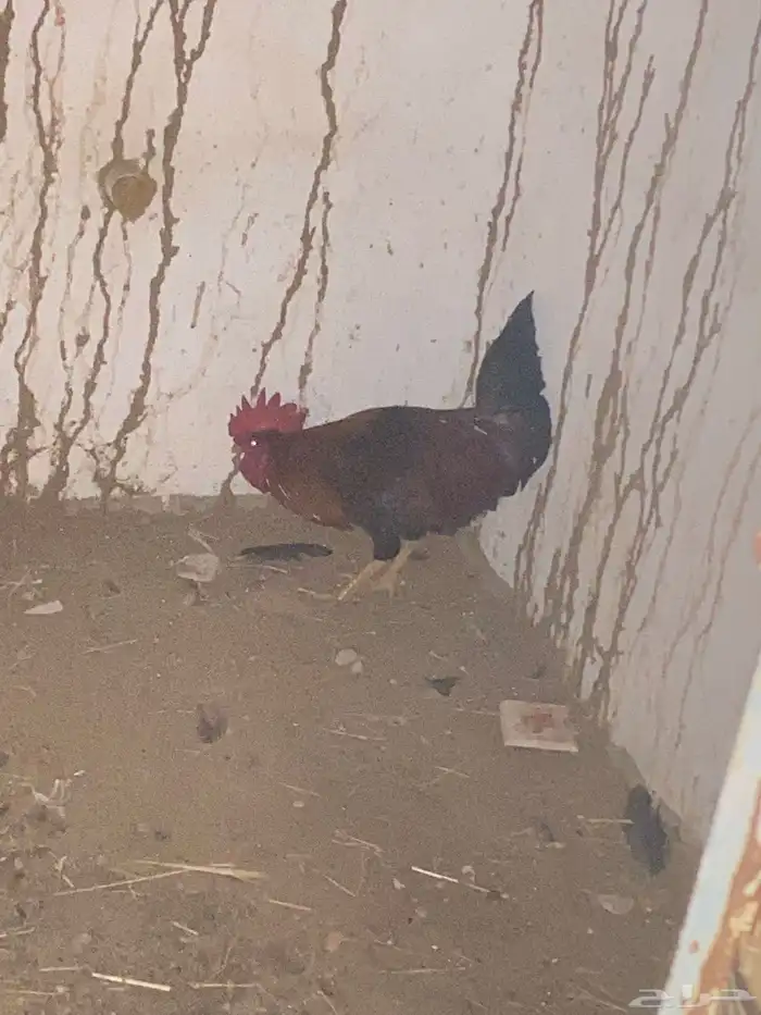 ديك بلدي 1