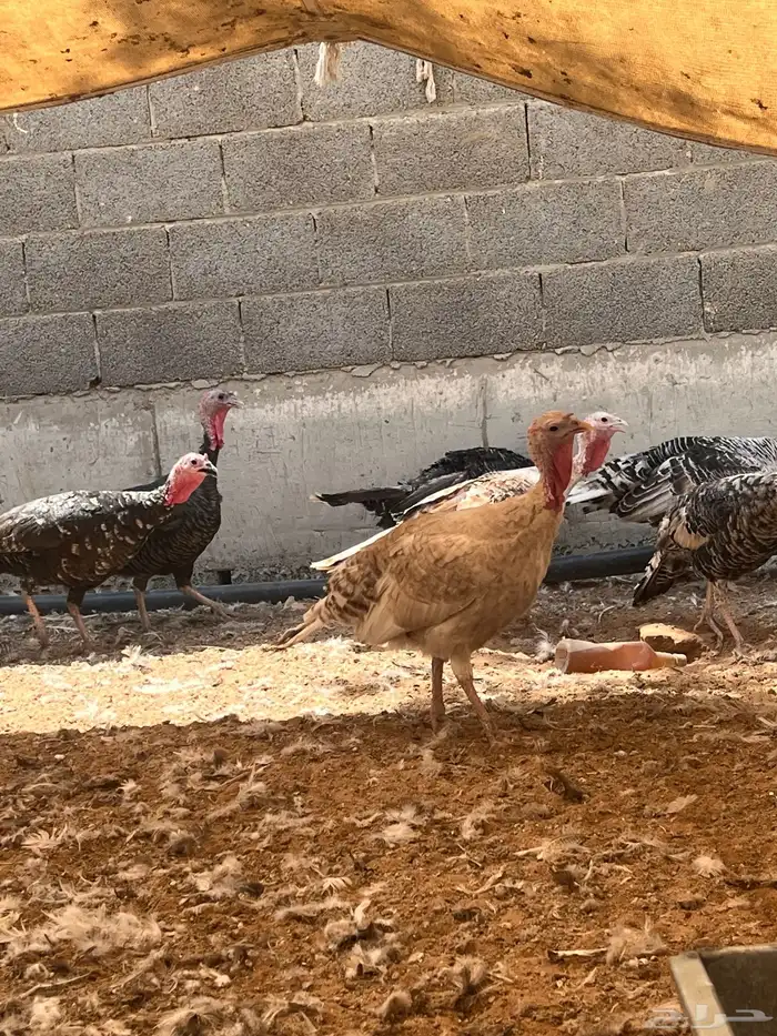 ديك رومي ودجاج 2