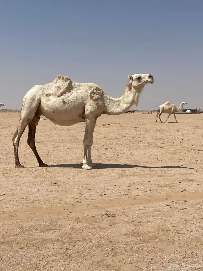 لقحات للبيع 6
