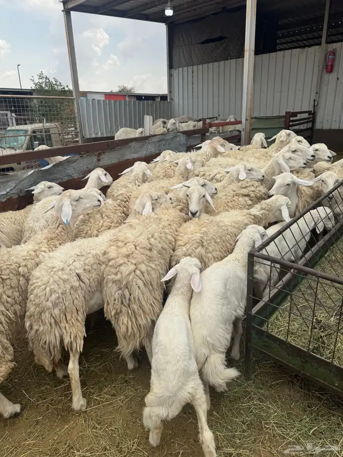 حريات حرش بنات بعض 28 راس تحتها 7 1