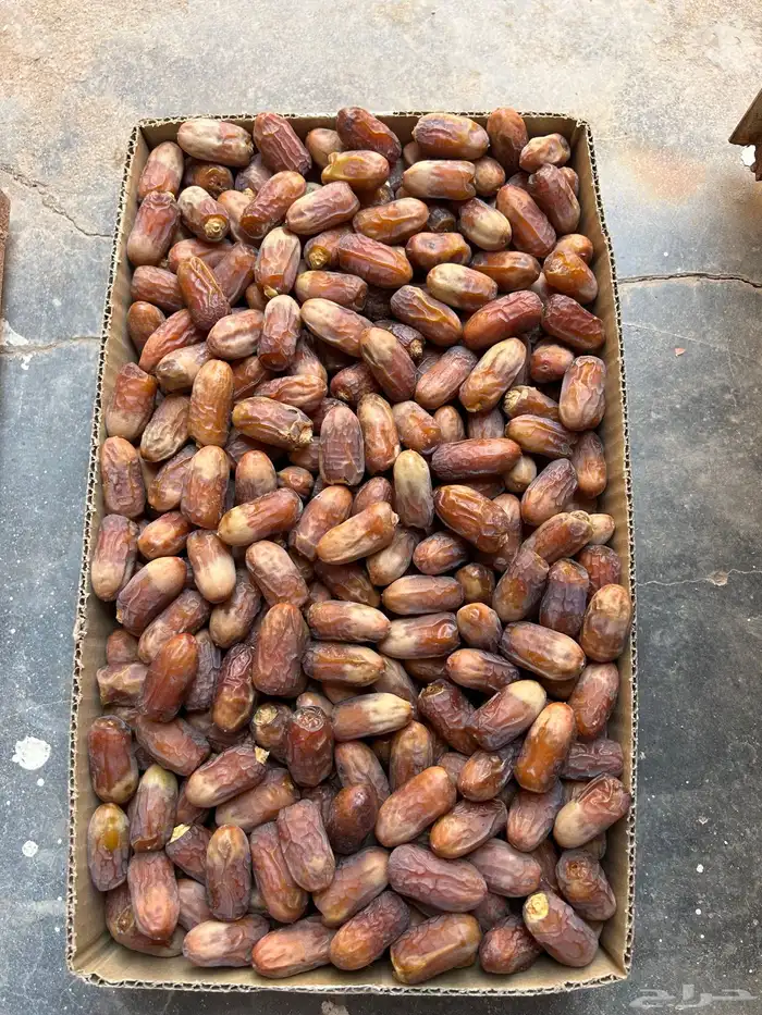 متلبن ( لبانه ) من تمور الصلحانيه 0