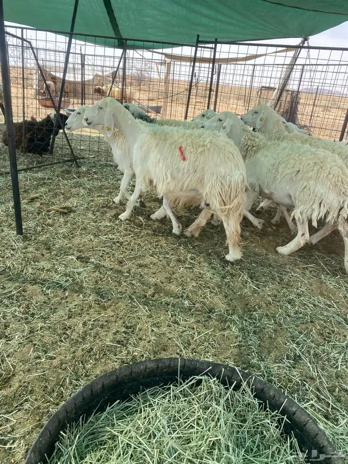 شياه حريات مراح واحد دفيع 6