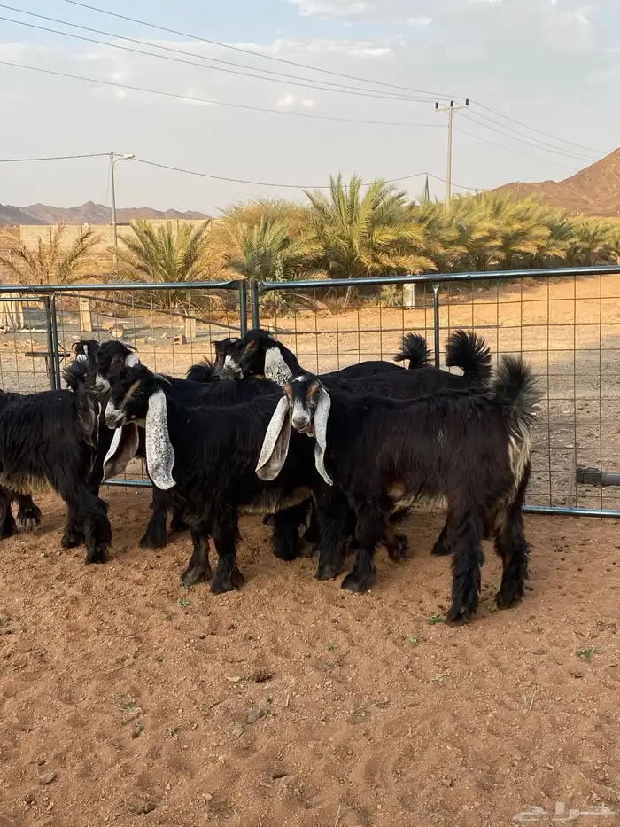 معزا عوارض صنف حو و عطر (تممم البيع) 21