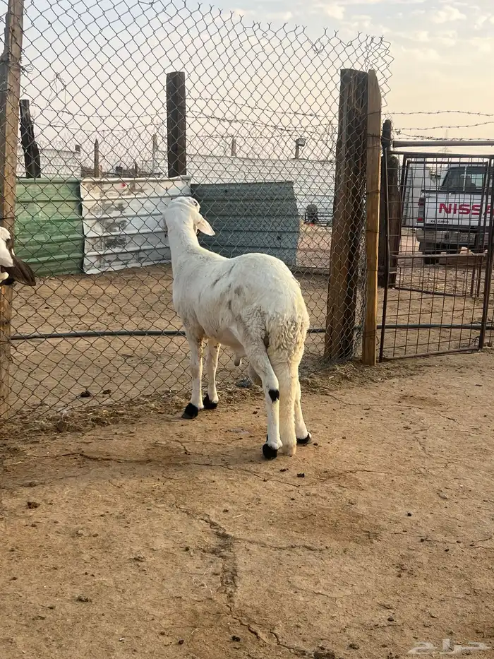 ذبائح سواكن مرابي شحم ولحم حلال بر 1