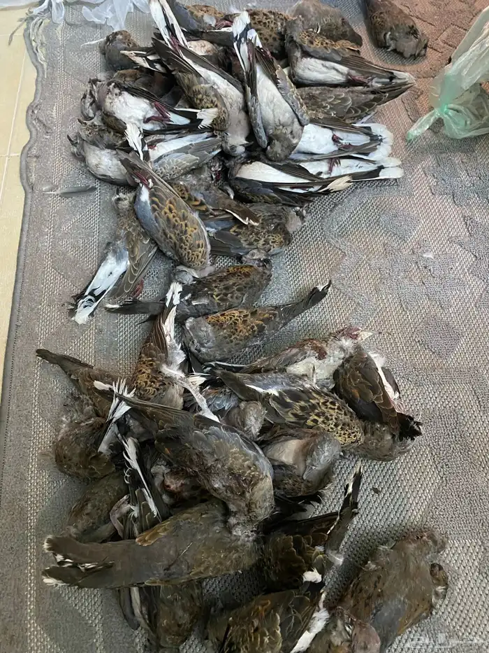 قمري للبيع صيد الوجه 0
