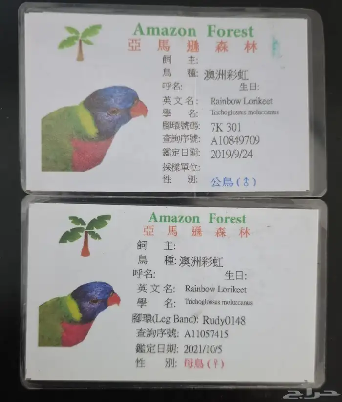 ماشاءالله لوري ريمبو 2