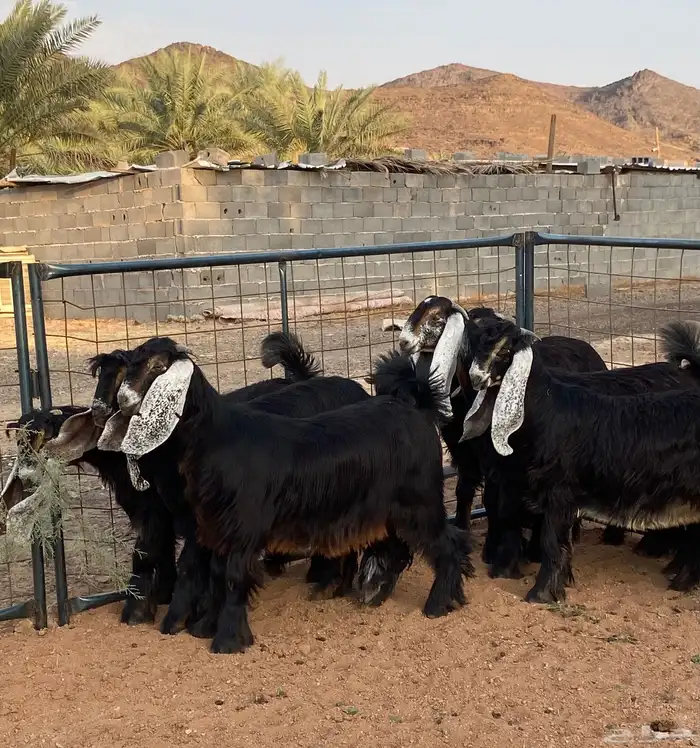 معزا عوارض صنف حو و عطر (تممم البيع) 1