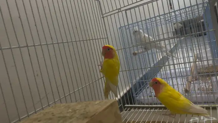 عصفير الروز 3