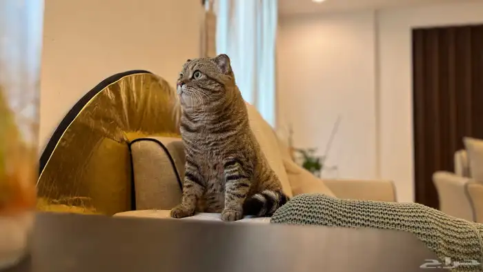 للبيع قطط سكاوتش 9