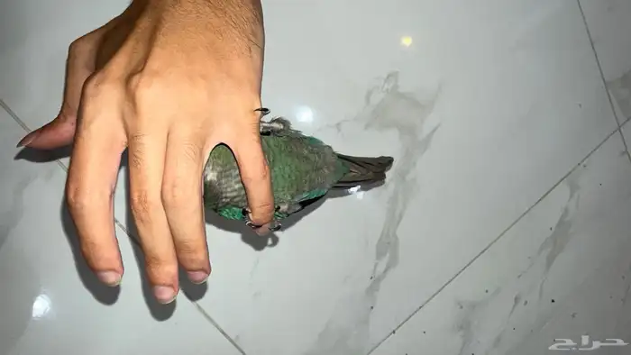فرخ كنيور بلوشيك 5
