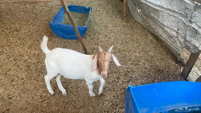 تيس فل شحم عمره 5 شهور 0